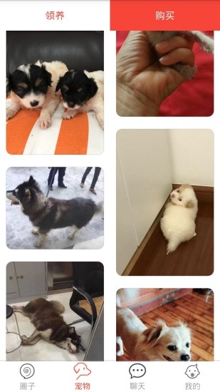 领狗狗截图