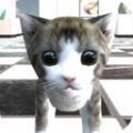 猫咪在密室游戏 v0.13