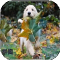 我的拼图世界 v1.0.0