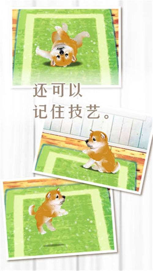 养育柴犬的治愈游戏截图