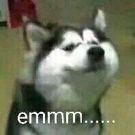 emmmm二哈表情包截图