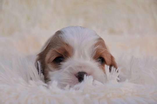 查理七世狗狗qq表情包截图