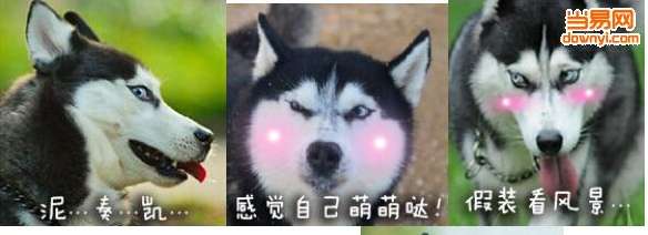 二哈qq表情包第二季截图