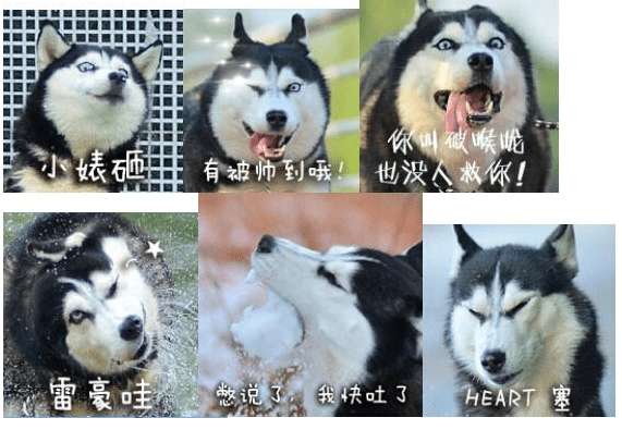 二哈qq表情包第二季截图