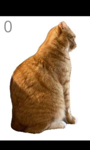 给猫梳毛 2026最新版截图