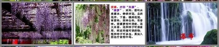 紫藤萝瀑布ppt课件免费版截图