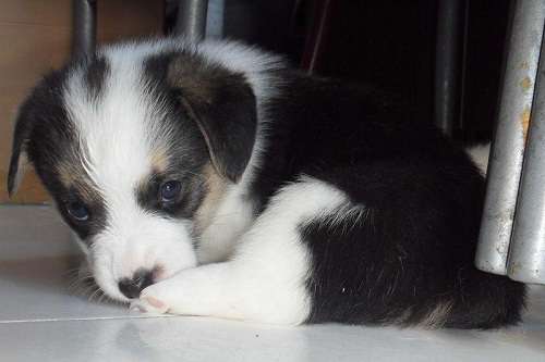 查理七世狗狗qq表情包截图