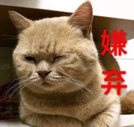网红橘猫表情包 