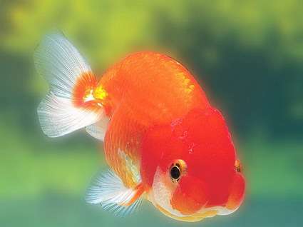 会动的金鱼桌面壁纸软件(Gold Fish Aquarium) 