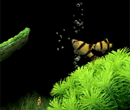 水族馆电脑屏保 
