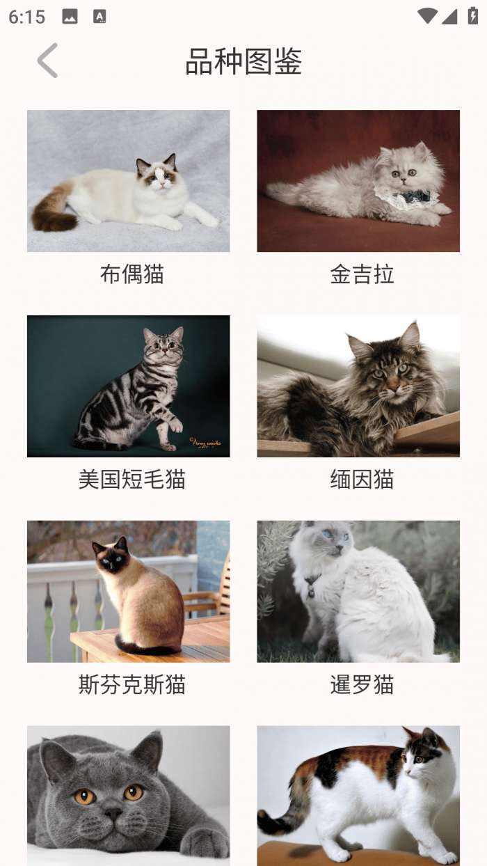 猫眼精灵截图