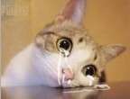 瓜皮猫动态表情包 