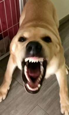 大狗大狗叫叫叫截图