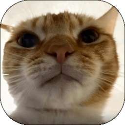 哈基米 v1.0.5