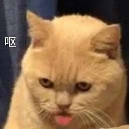 猫子观察日记qq表情包 