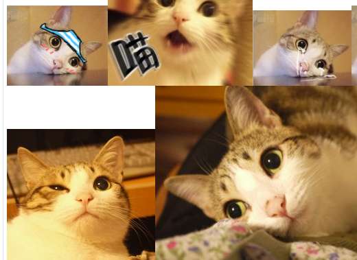 瓜皮猫动态表情包截图